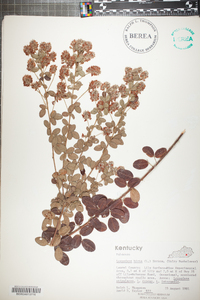 Lespedeza hirta image