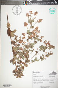 Lespedeza hirta image