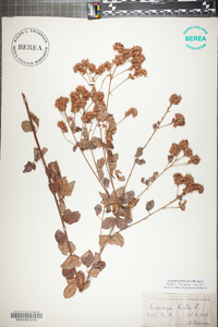 Lespedeza hirta image