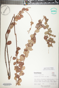 Lespedeza hirta image