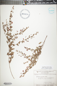 Lespedeza procumbens image