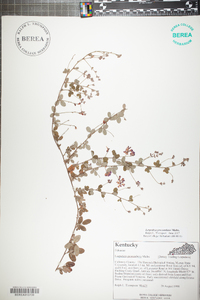 Lespedeza procumbens image