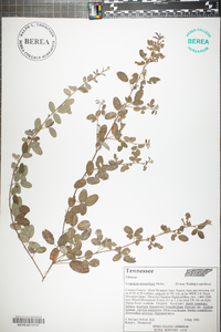 Lespedeza procumbens image