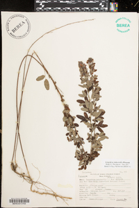 Lespedeza violacea image