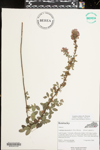 Lespedeza violacea image