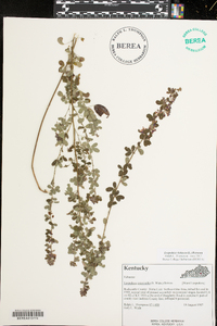 Lespedeza violacea image