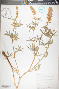 Lupinus argenteus subsp. rubricaulis image