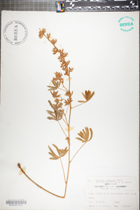 Lupinus sericeus image