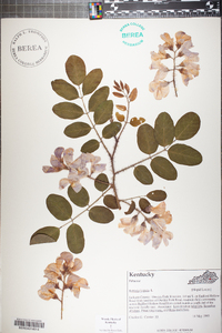 Robinia hispida image