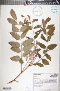 Robinia hispida image