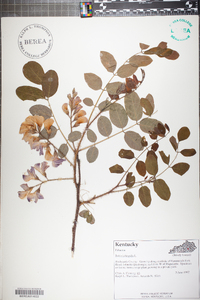 Robinia hispida image