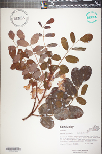 Robinia hispida image