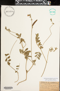 Tephrosia spicata image