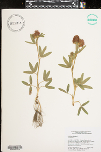 Trifolium alpestre image