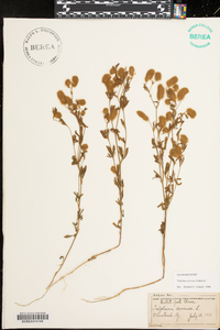 Trifolium arvense image