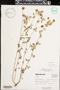 Trifolium aureum image