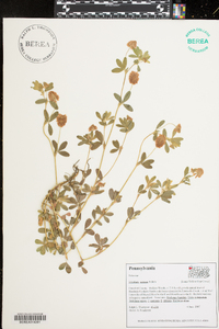 Trifolium aureum image