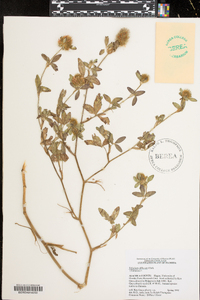 Trifolium diffusum image