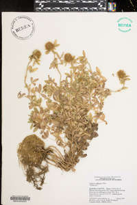 Trifolium diffusum image