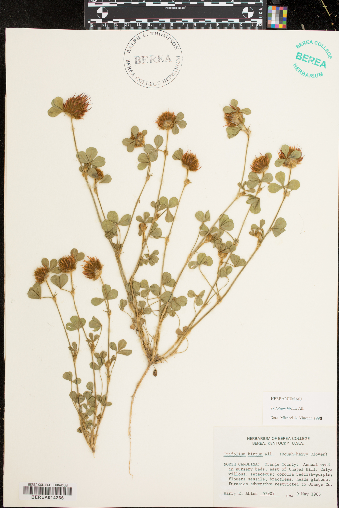 Trifolium hirtum image