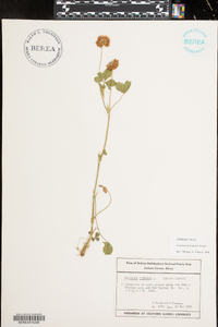 Trifolium hybridum image