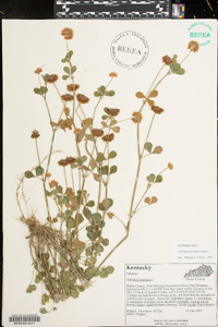 Trifolium hybridum image