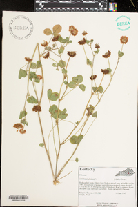 Trifolium hybridum image