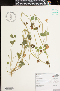 Trifolium hybridum image