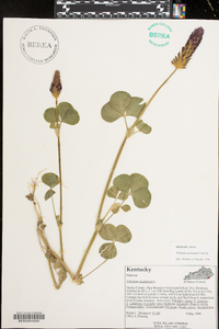 Trifolium incarnatum image