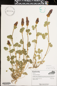 Trifolium incarnatum image