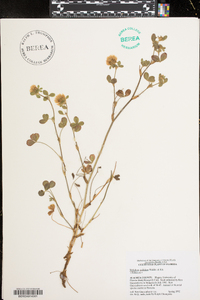 Trifolium pallidum image