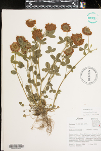 Trifolium reflexum image