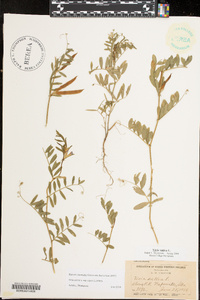 Vicia sativa subsp. nigra image