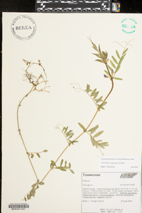 Vicia sativa subsp. nigra image