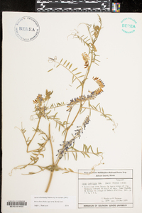 Vicia villosa subsp. varia image