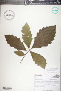 Quercus bicolor image