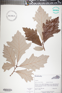 Quercus bicolor image