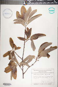 Quercus imbricaria image