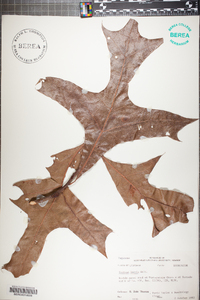 Quercus laevis image