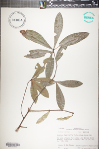 Quercus laurifolia image