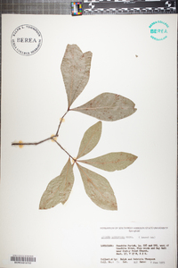 Quercus laurifolia image