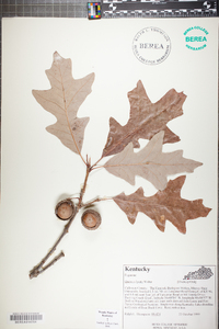 Quercus lyrata image