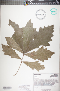 Quercus lyrata image