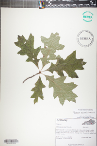 Quercus palustris image