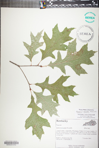 Quercus palustris image