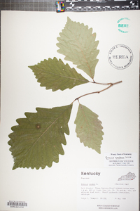 Quercus montana image