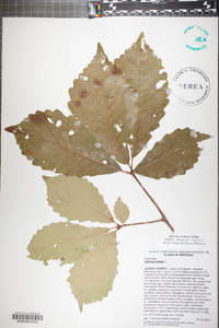 Quercus montana image