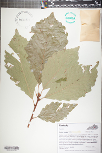 Quercus montana image