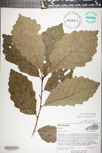 Quercus montana image