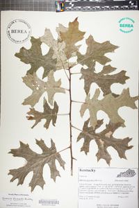 Quercus shumardii image